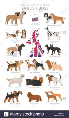 an illustrated poster showing the different breeds of dogs in english and british colors, from brown to white