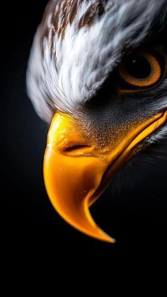 an eagle's head is shown in this close up photo with the black background