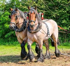 two horses are pulling a plow in the field