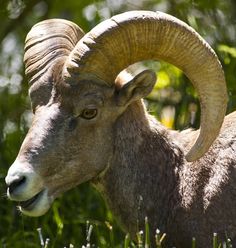 an animal with large horns standing in the grass