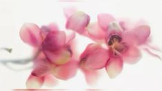 blurry photograph of pink flowers on white background