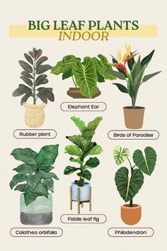 an illustrated guide to houseplants for indoor plants