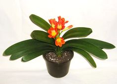 a small potted plant with red and yellow flowers in it on a white background