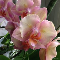 pink and white orchids are blooming in front of a window