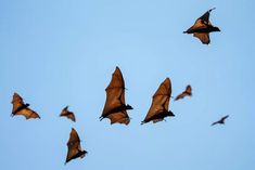 a group of bats flying in the sky