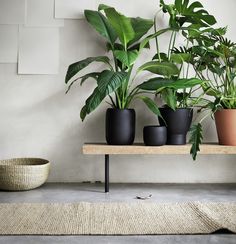 three potted plants sit on a wooden shelf in front of a white wall and rug