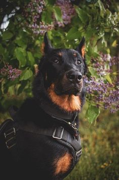 a black and brown dog standing in front of purple flowers