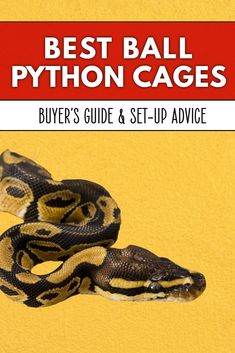 the best ball python cages buyer's guide and set - up advice by john j miller