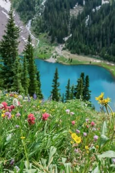 wildflowers in the foreground with a blue lake in the background, surrounded by pine trees