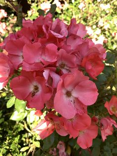 pink flowers are blooming in the garden