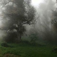 foggy forest with trees and grass in the foreground