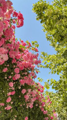 pink flowers are blooming on the side of a building with trees in the background