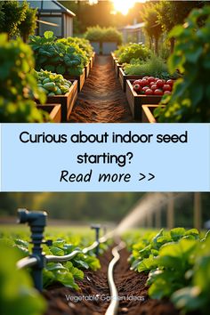 Indoor vegetable seedling setup with grow lights Companion Planting Layout, Indoor Seed Starting, Planting Layout, Garden For Beginners, Succession Planting, Vegetable Garden For Beginners, Sandy Soil, Bountiful Harvest