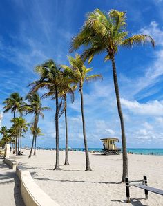 palm trees line the beach with a lifeguard tower in the background