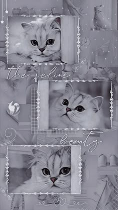 two white cats with blue eyes are shown in this black and white photo collage