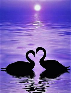 two black swans in the water making a heart shape