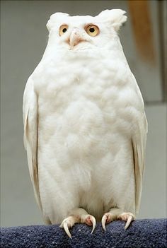 a white owl sitting on top of a blue towel looking at the camera with one eye open