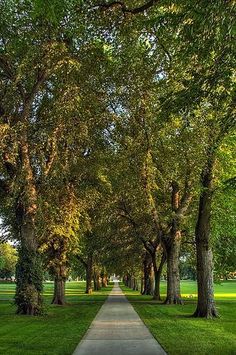 a long tree lined path in the middle of a park