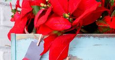 red poinsettias in a blue box with clothes pins