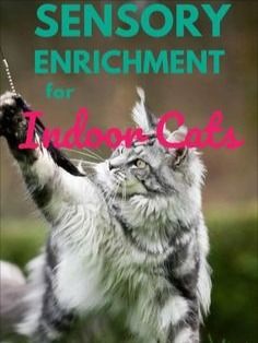 a book cover with an image of a cat playing with a toy in the grass