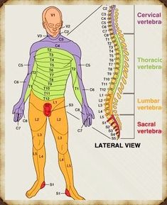 Spinal Cord Injury Super Basics – Poor House Love Punkty Spustowe, Thoracic Vertebrae, Pinched Nerve, Autonomic Nervous System, Sciatic Nerve Pain