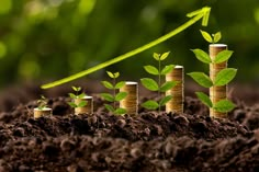 a row of stacks of coins sitting on top of dirt with plants growing from them