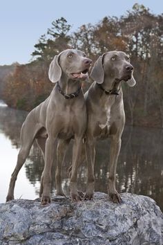 two large dogs standing on top of a rock