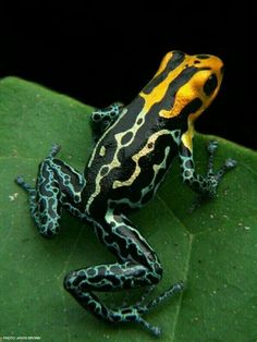 a yellow and black frog sitting on top of a green leaf