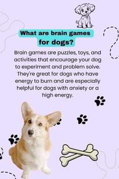 Simple Brain Games for Dogs Who Love a Challenge