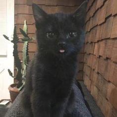 a small black kitten sitting on top of a couch next to a cactus plant and wooden wall