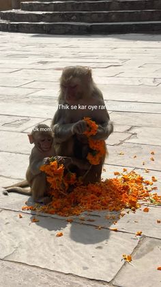 two monkeys sitting on the ground eating flowers