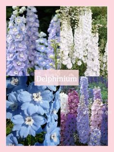 several different types of flowers with the words delphinium written in white and blue