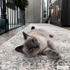 a gray and white cat laying on top of a rug