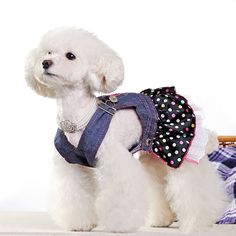 a small white dog wearing a blue harness and polka dot dress on it's chest