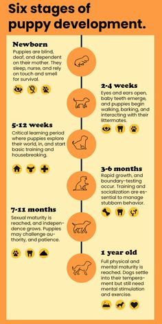 the six stages of puppy development infographicly displayed on an orange background with black and white text