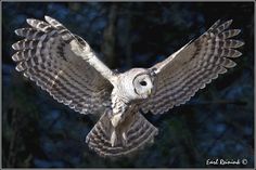 an owl flying through the air with its wings spread