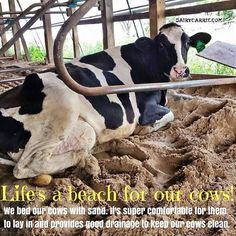 a black and white cow laying in the dirt