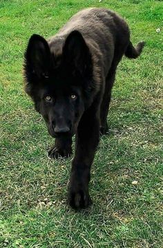 a black dog walking across a lush green field