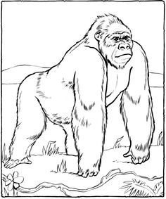 a gorilla standing in the grass coloring page