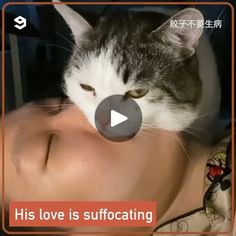 1.6M views · 66K reactions | Dumpling the cat sleeps on hooman's head | Suffocate you with meow love | By Meowed | Facebook