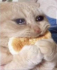 a cat is holding a stuffed animal in it's mouth and looking at the camera