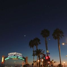 palm trees line the street at night in las vegas