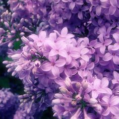 purple flowers are blooming in the garden