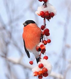 a small bird perched on top of a berry covered branch