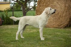 a white dog standing on top of a lush green field next to a pile of hay