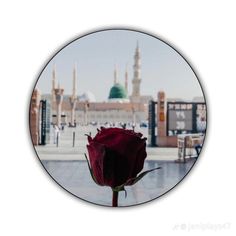 a single rose in front of a mosque