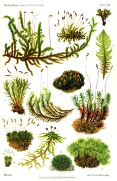 an illustration of various plants and leaves on a white background, including pine cones