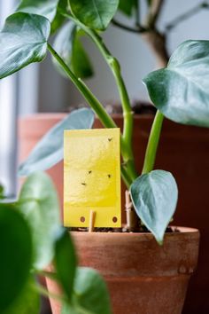 a potted plant with a yellow piece of paper stuck to it