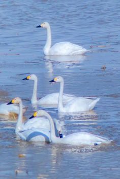 four white swans are swimming in the water