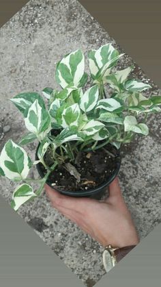 a hand holding a potted plant with green leaves